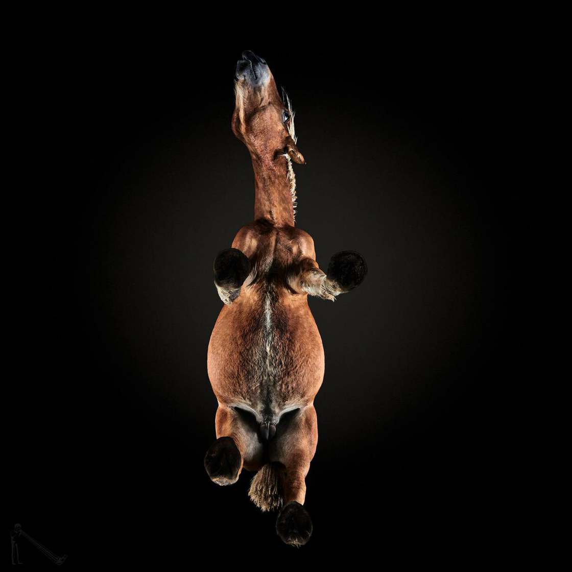 under horses photographer andrius burba - fubiz 5