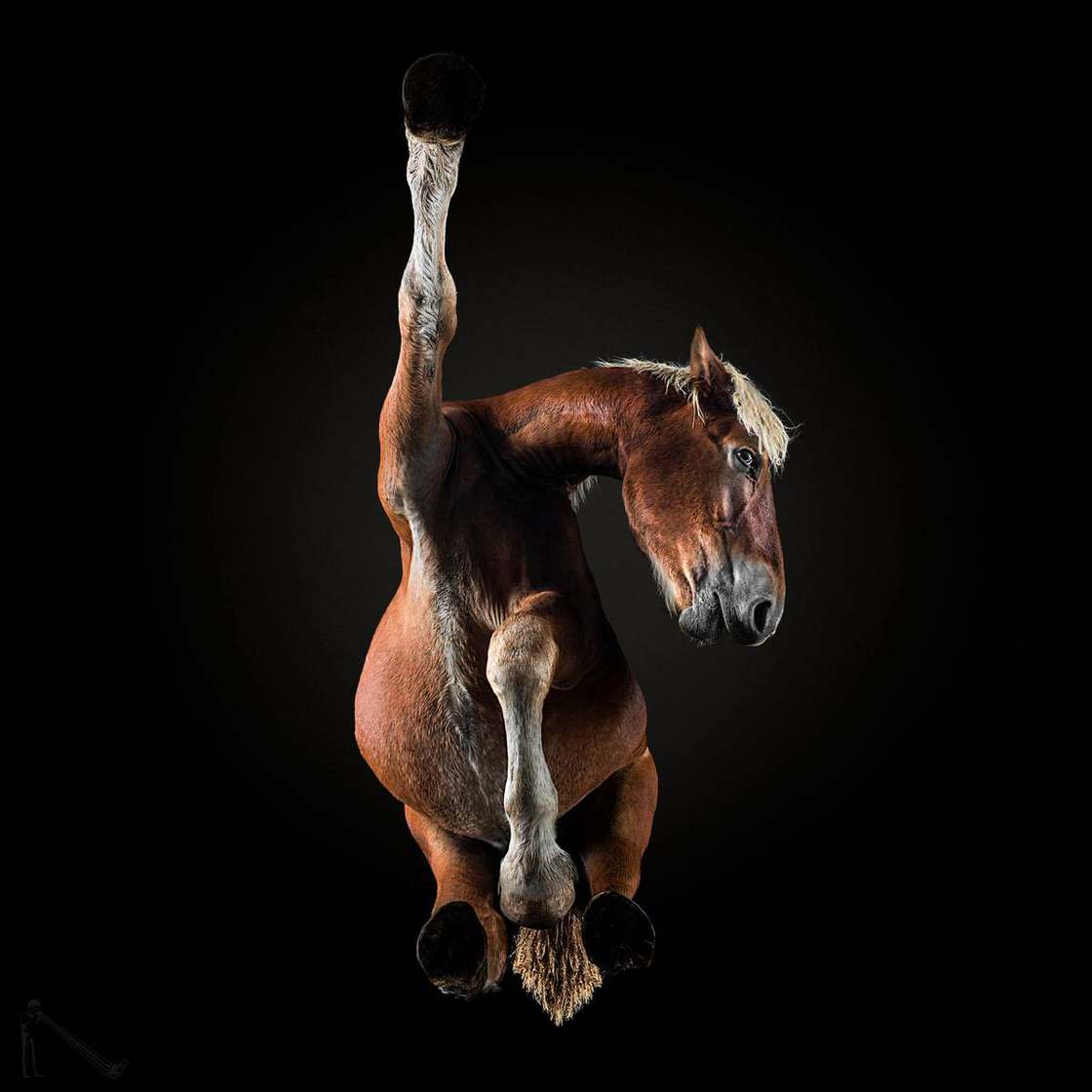 under horses photographer andrius burba - fubiz 6