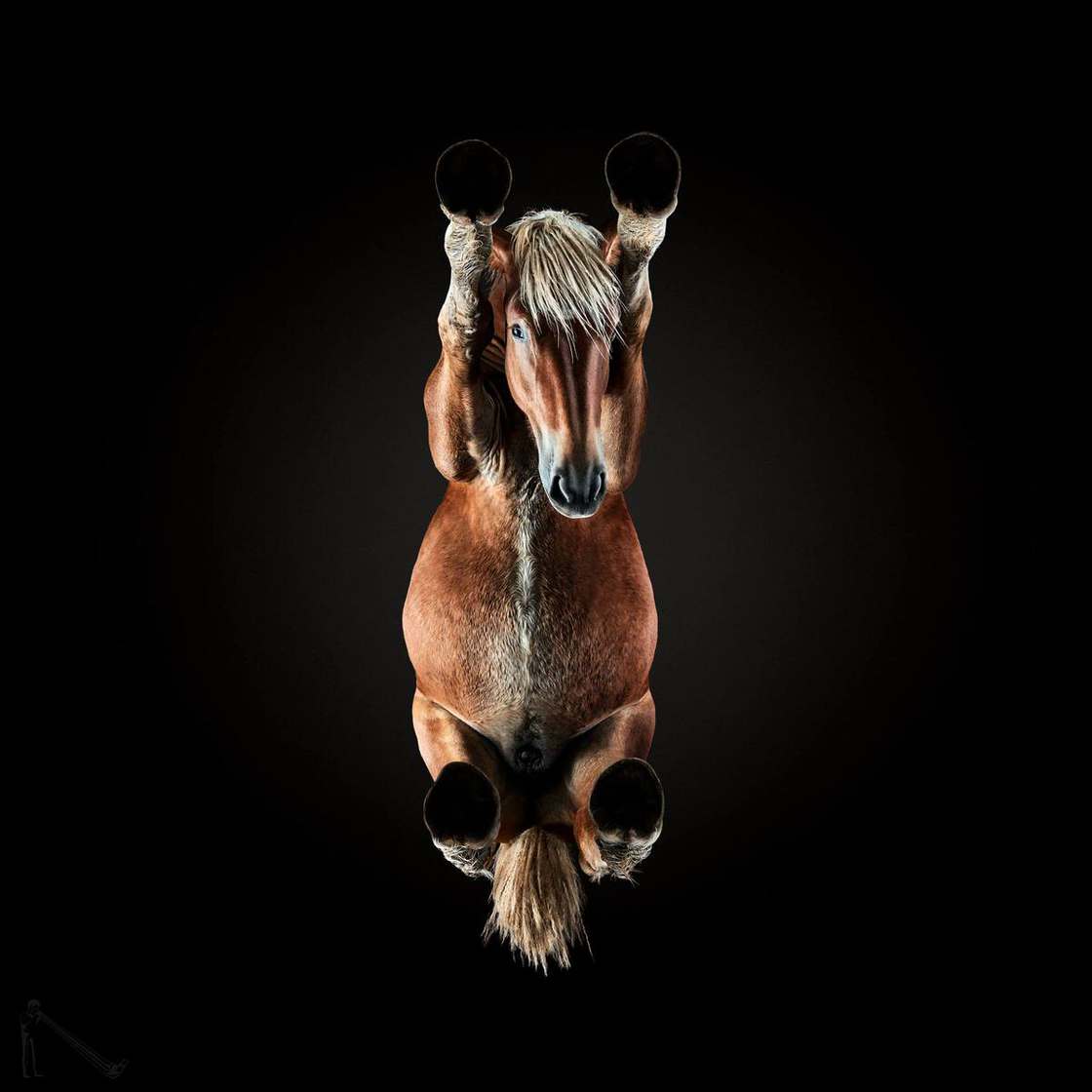 under horses photographer andrius burba - fubiz 7