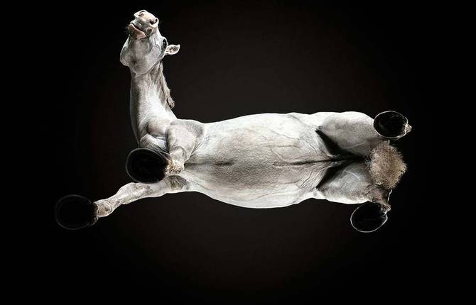 Beautiful Pictures of Horses From the Bottom