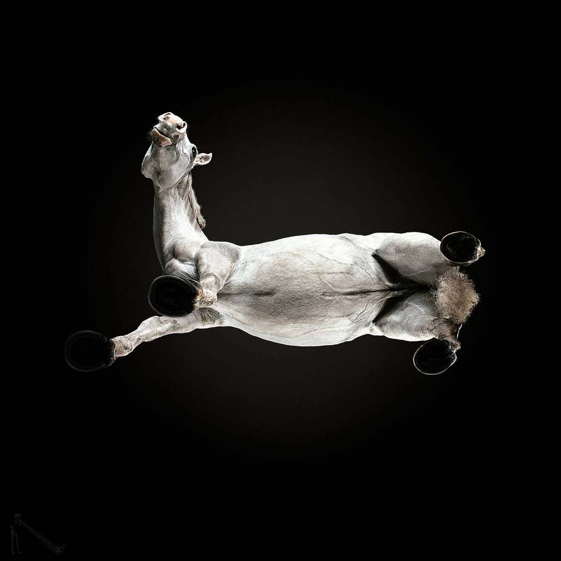 under horses photographer andrius burba - fubiz 8