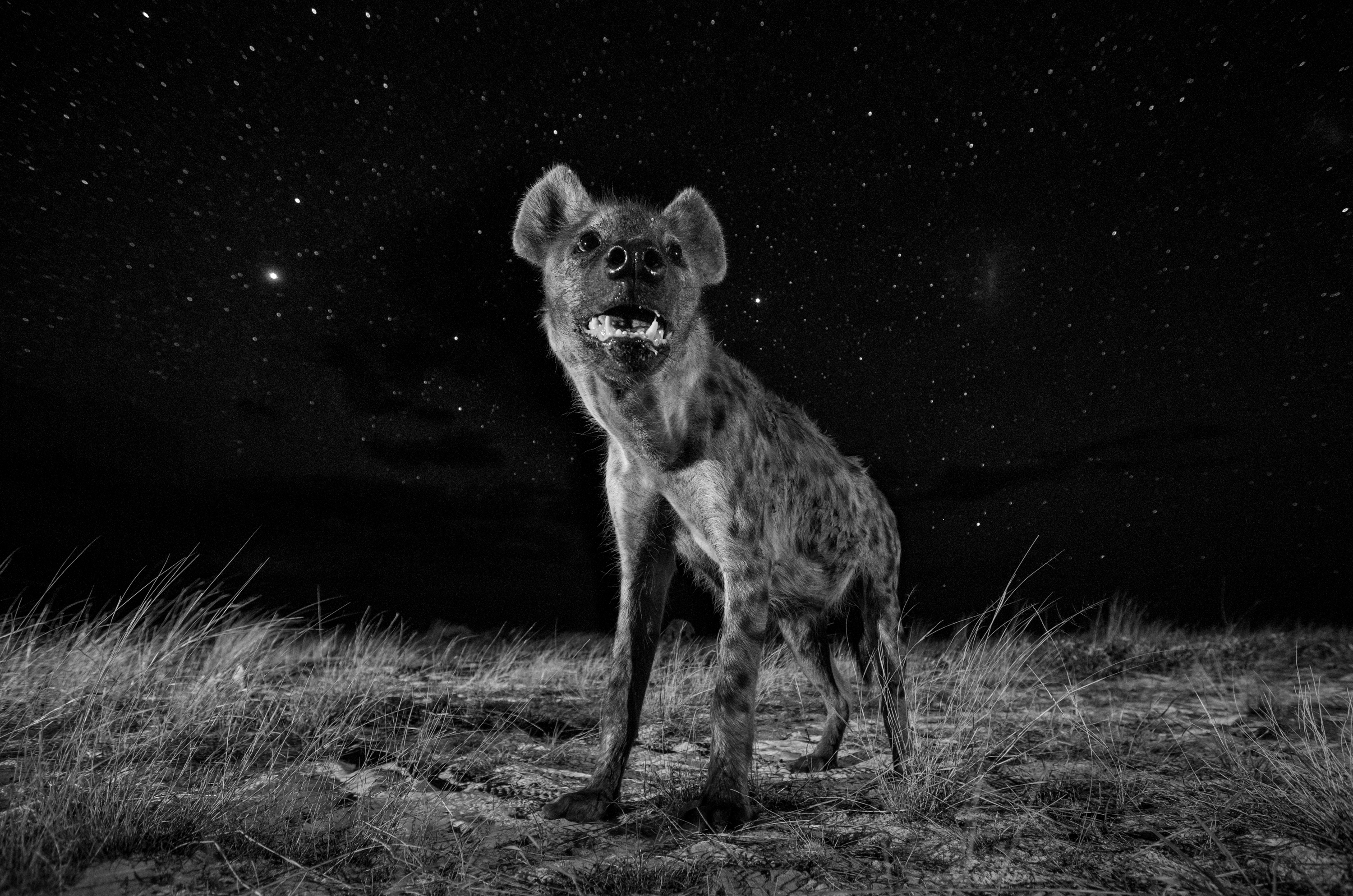 The Hyena's World