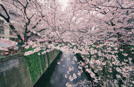 Awesome Pictures of Blossom Cherry Trees in Japan