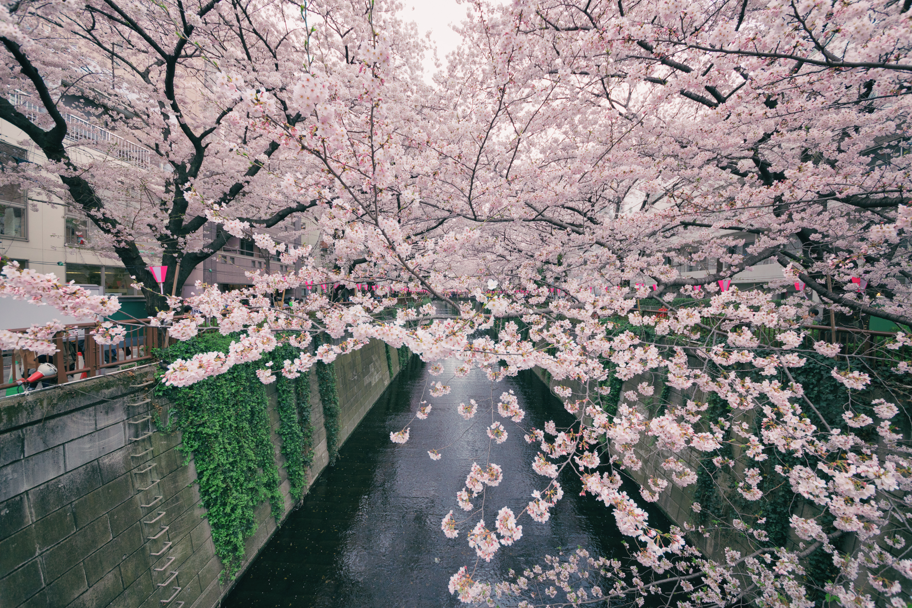 blossomcherrytrees1