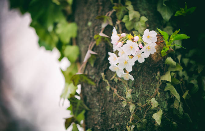 Awesome Pictures of Blossom Cherry Trees in Japan