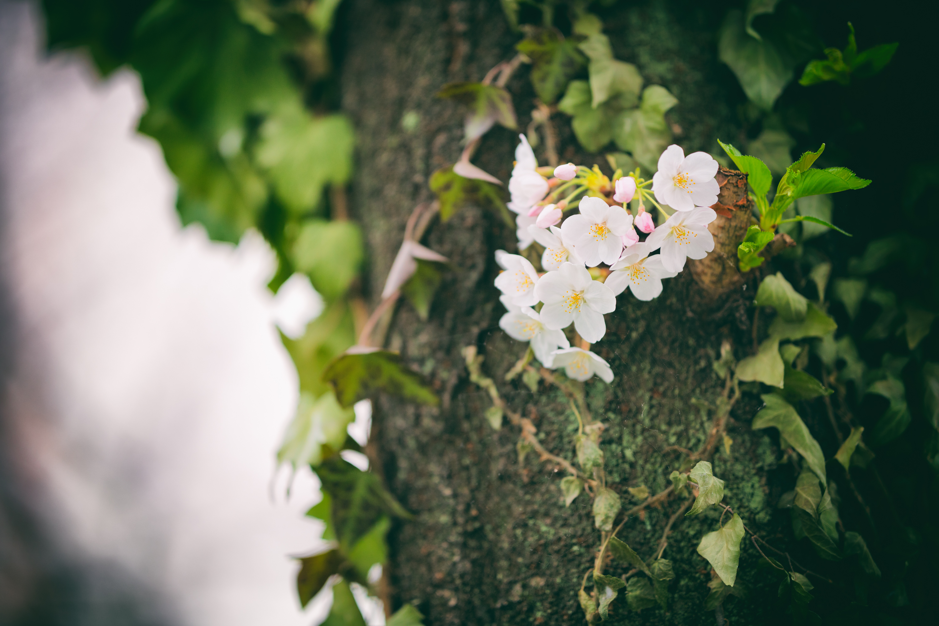 blossomcherrytrees2