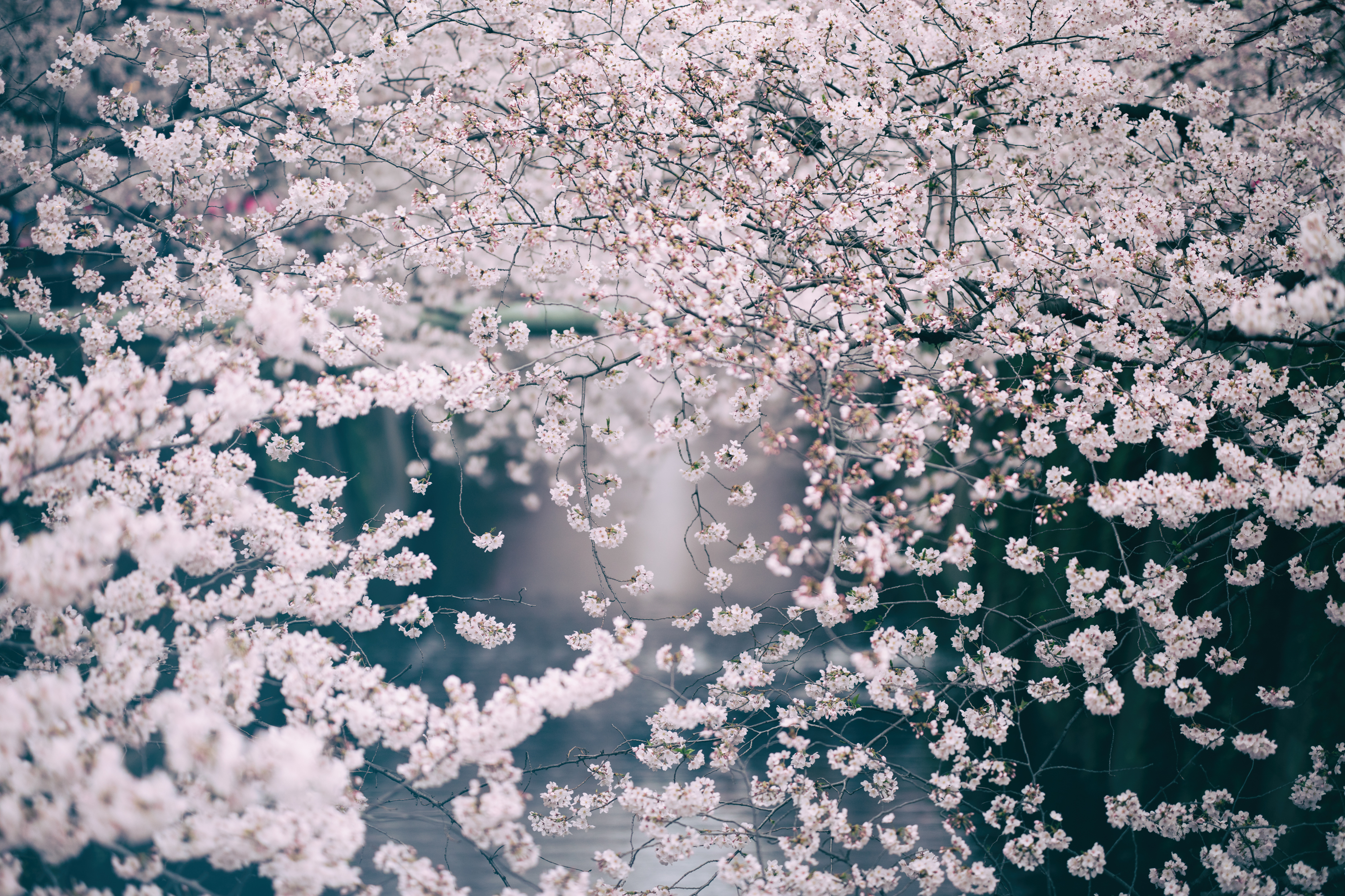 blossomcherrytrees3