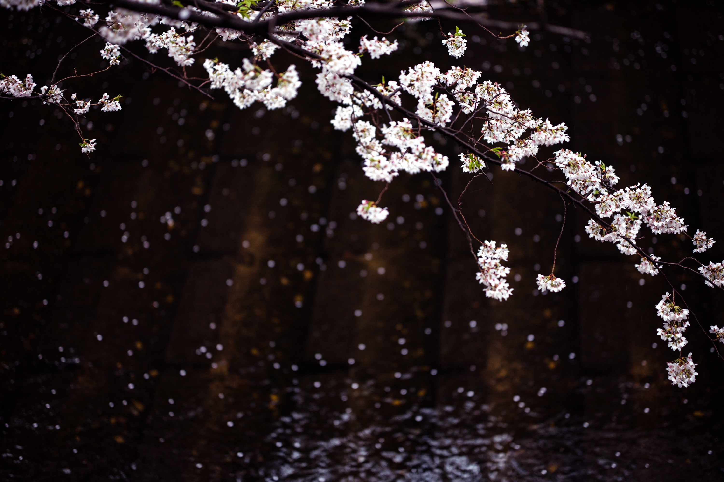 blossomcherrytrees5