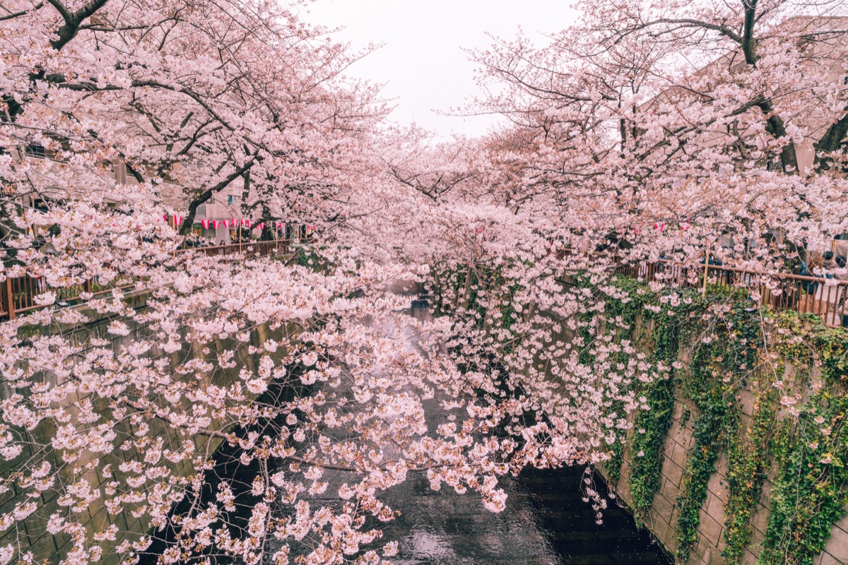 blossomcherrytrees7