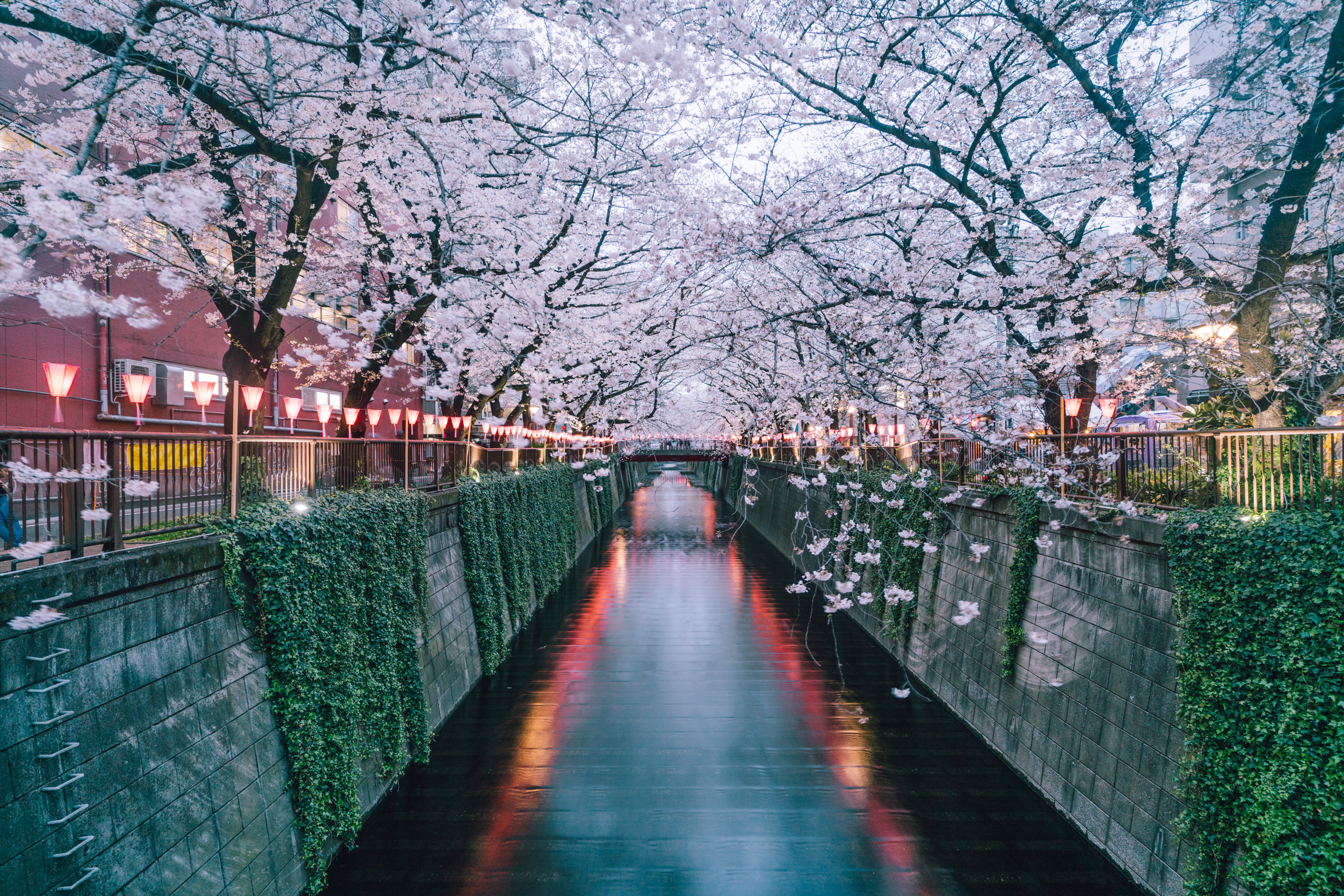 blossomcherrytrees8