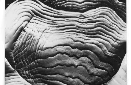 Stunning Monochromatic Photograms by Klea McKenna
