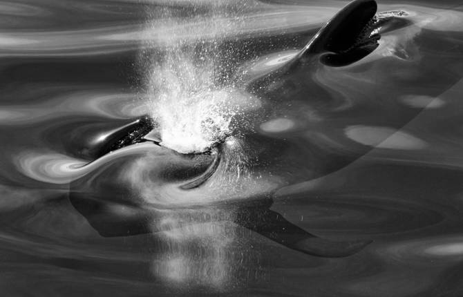 Dreamlike Portraits of Whales & Dolphins