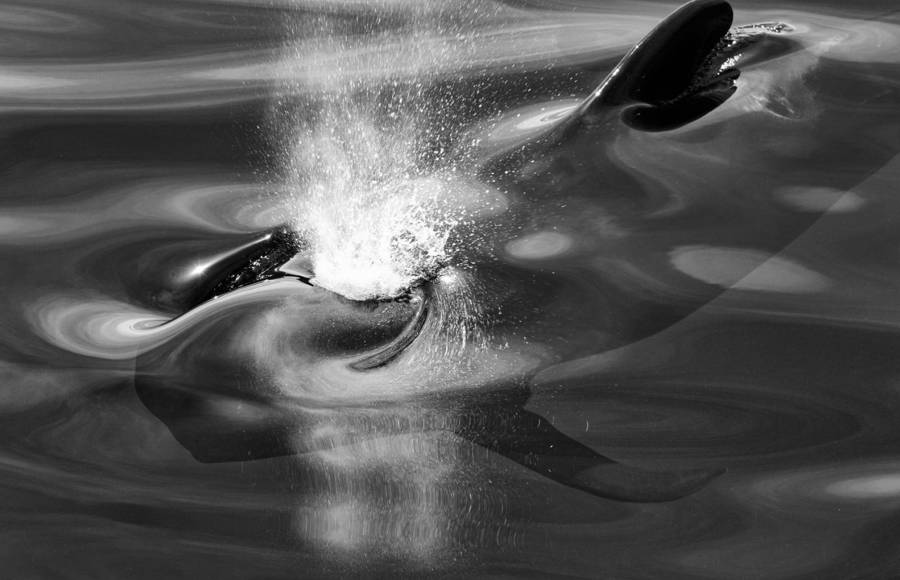 Dreamlike Portraits of Whales & Dolphins
