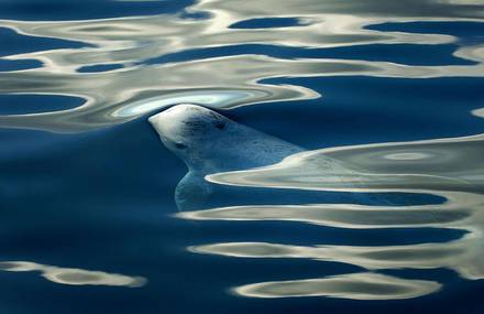 Dreamlike Portraits of Whales & Dolphins
