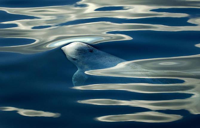 Dreamlike Portraits of Whales & Dolphins