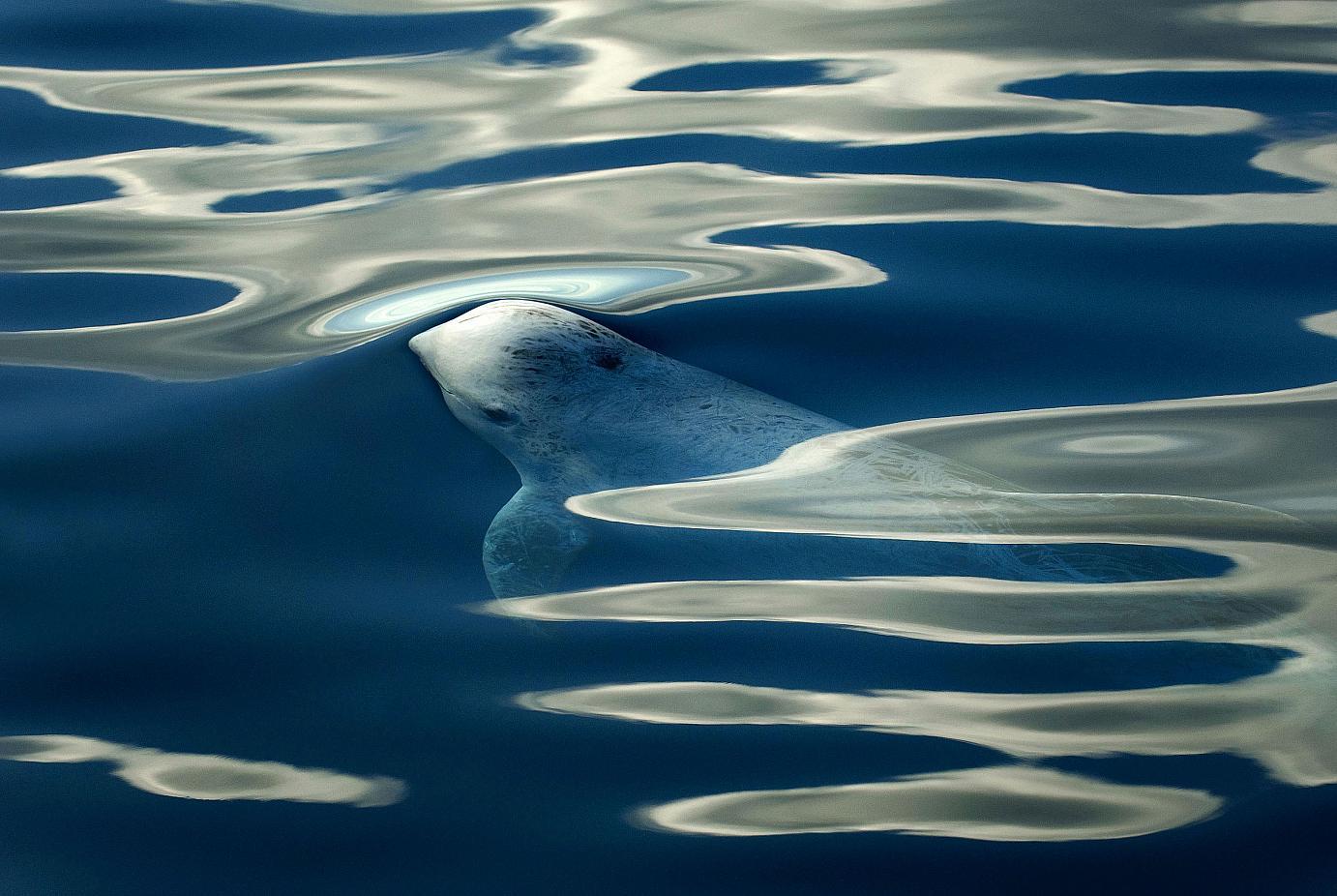 whalesdolphins2