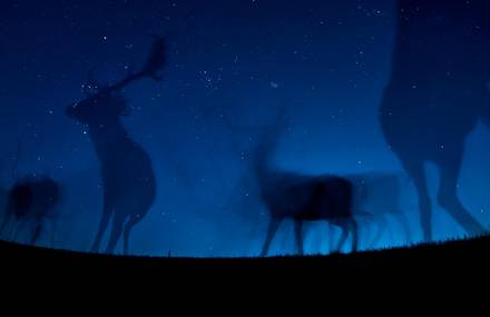 Stunning Portraits of Wild Animals at Night