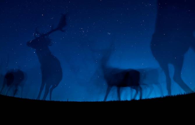 Stunning Portraits of Wild Animals at Night