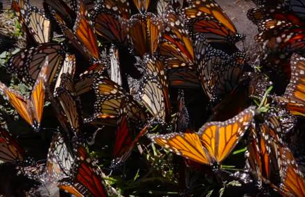 Millions of Butterflies in Michoacán