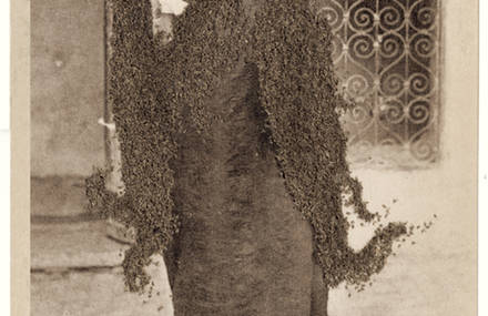 Troubling Photographs covered with Flies