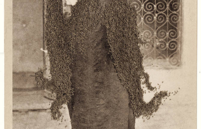 Troubling Photographs covered with Flies