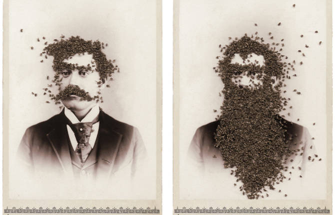 Troubling Photographs covered with Flies