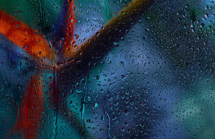 Colorful Plants Photography After Rain