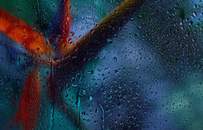 Colorful Plants Photography After Rain