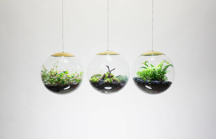 Delicate Globe LED Terrariums