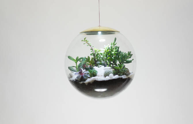 Delicate Globe LED Terrariums