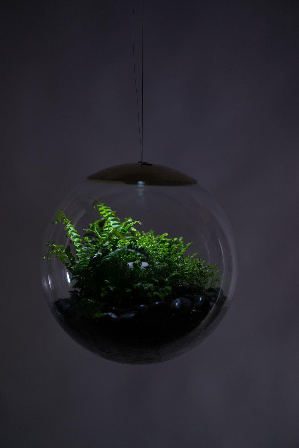 terrarium4