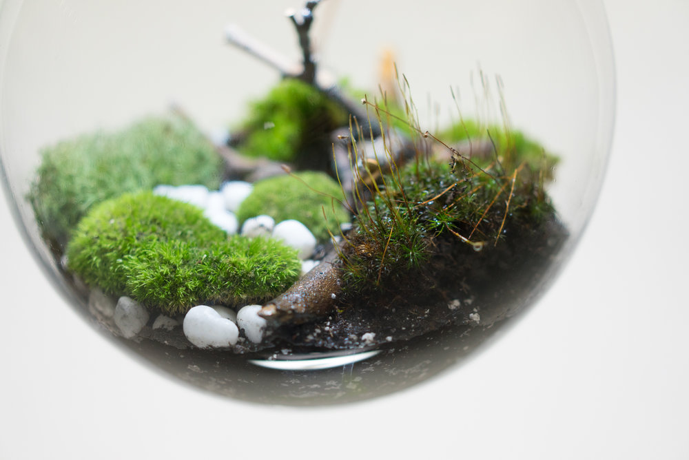 terrarium5