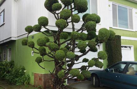 Extraordinary Trees in San Francisco