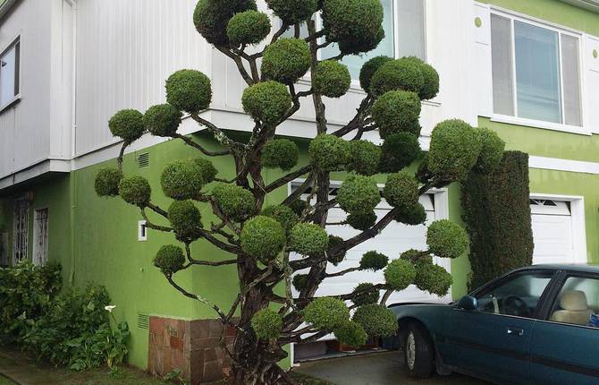 Extraordinary Trees in San Francisco