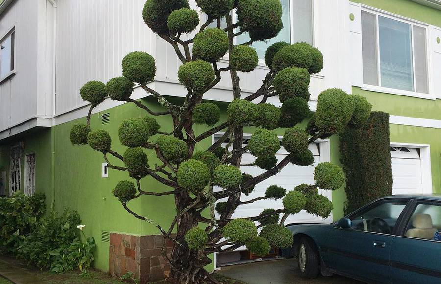 Extraordinary Trees in San Francisco