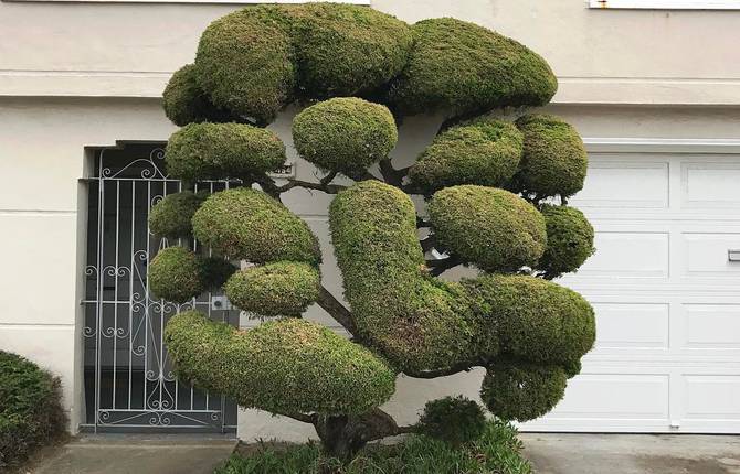 Extraordinary Trees in San Francisco