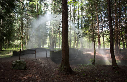 Mystical Arc in the Forest by James Tapscott