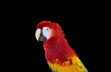 Beautiful Portraits of Parrots by Brad Wilson