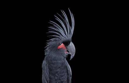 Beautiful Portraits of Parrots by Brad Wilson