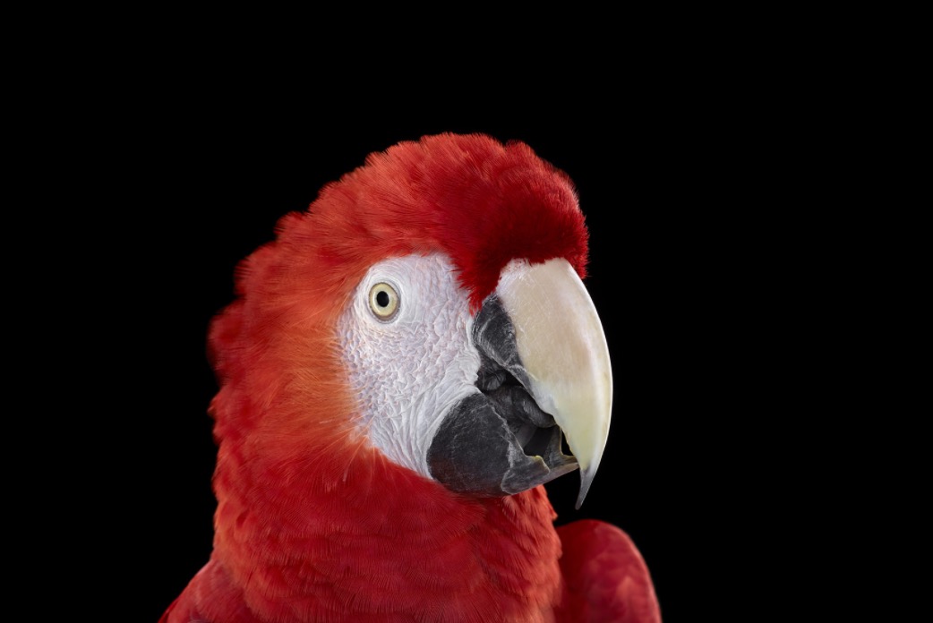 bradwilsonparrrots3