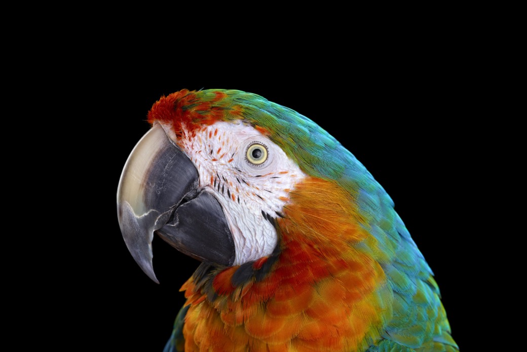 bradwilsonparrrots4