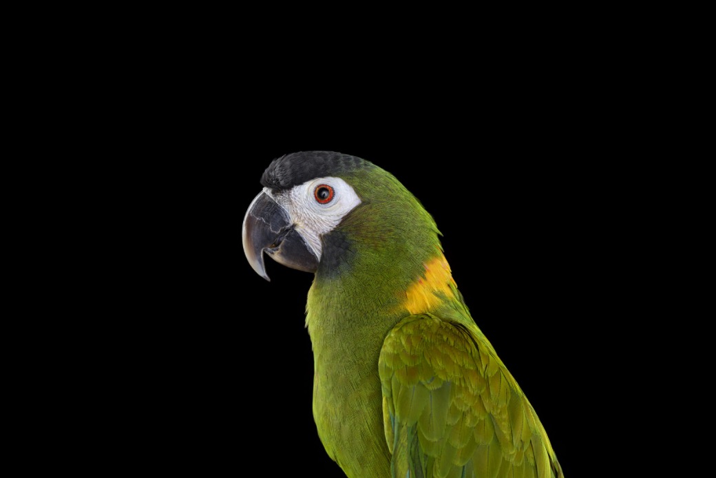 bradwilsonparrrots7