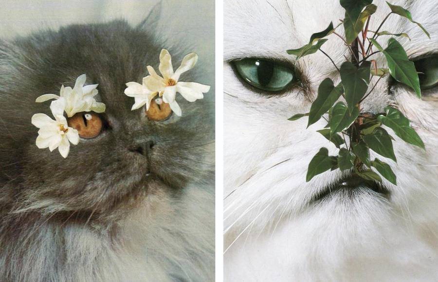 Cats & Plants by Stephen Eichhorn