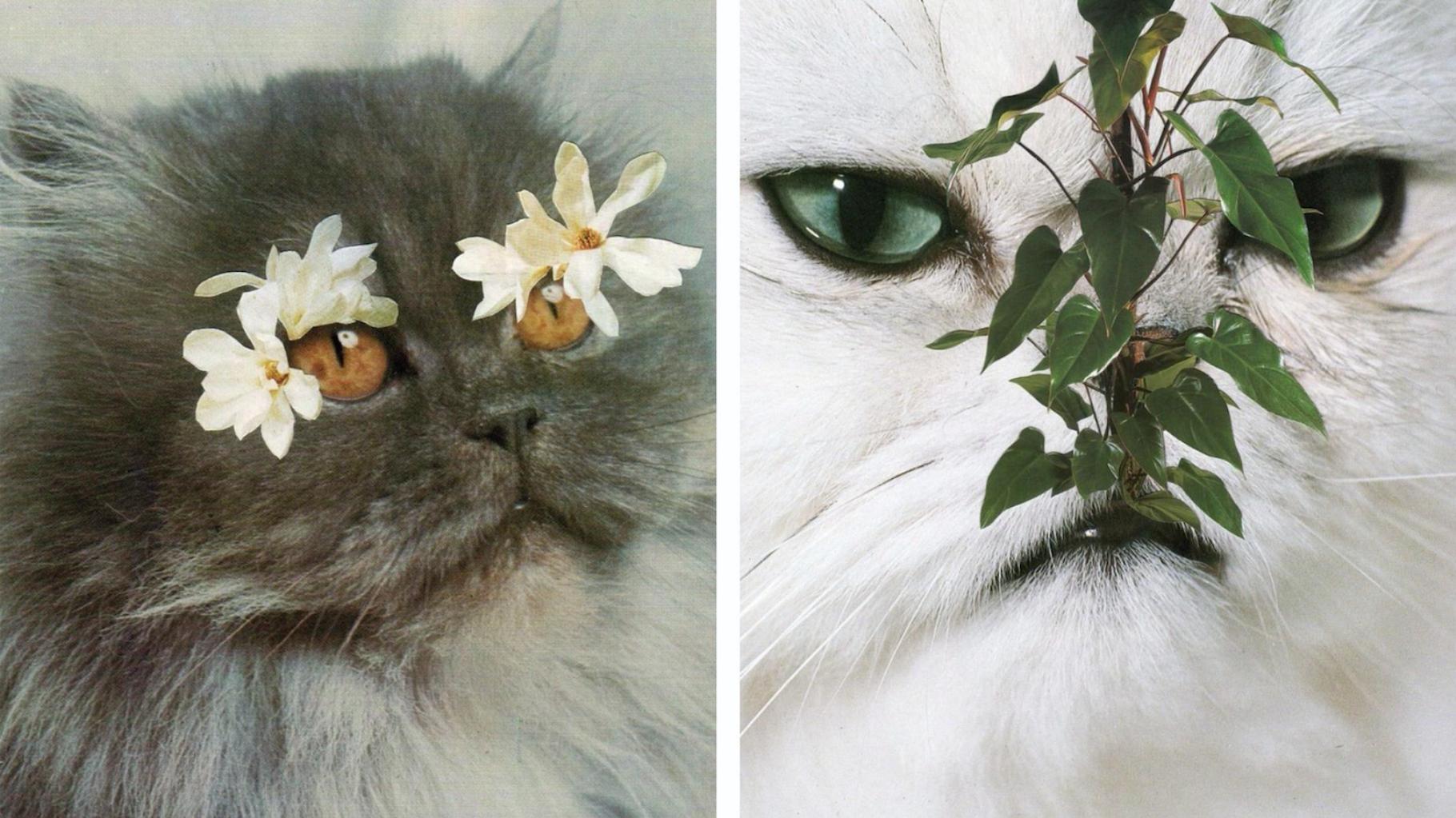 cats&plants1