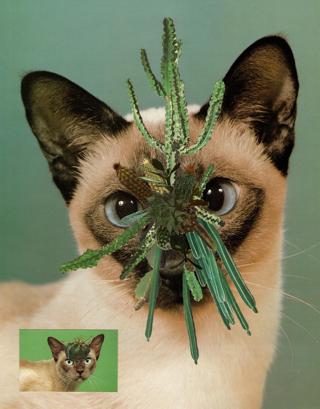 cats&plants2