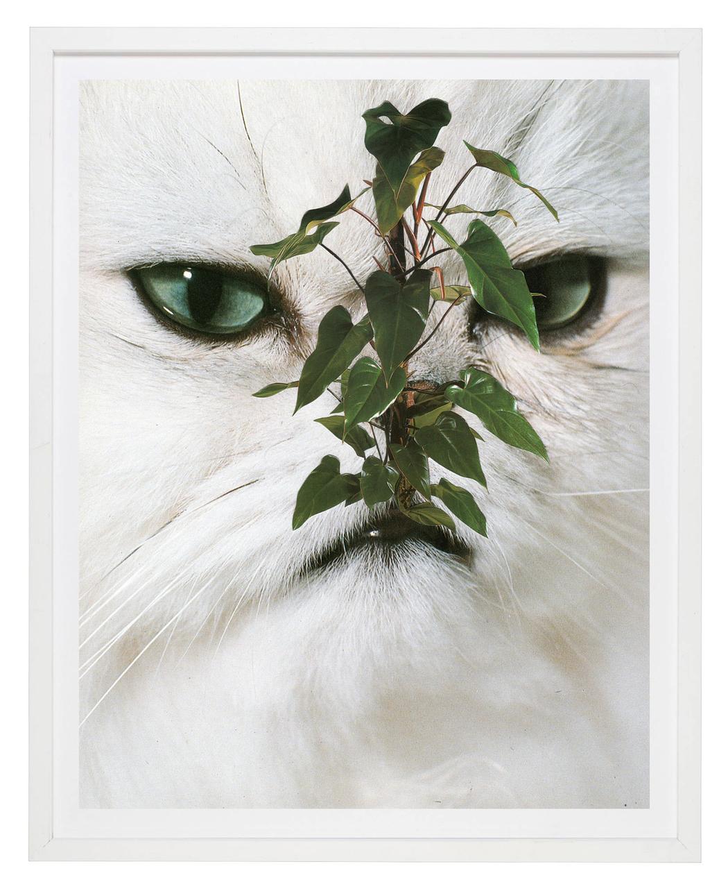 cats&plants4