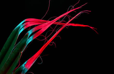 Psychedelic Photographs of Flowers