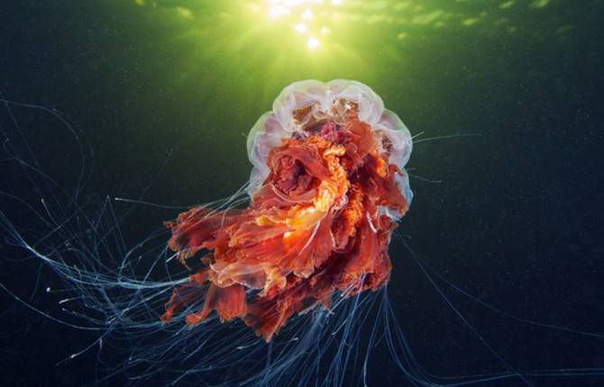 Alexander Semenov Expedition to Shoot Creatures of the Deep