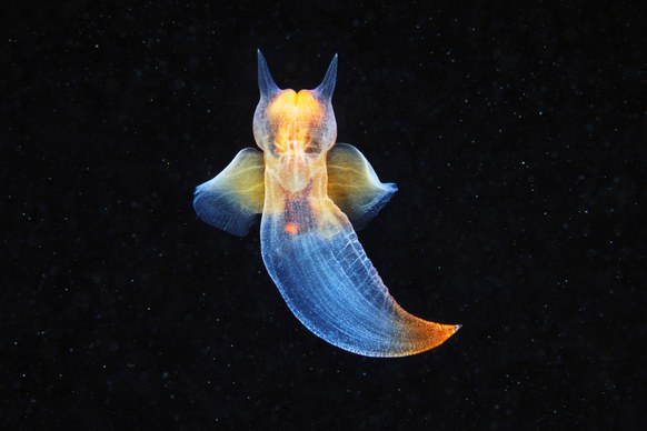 aquatilis10