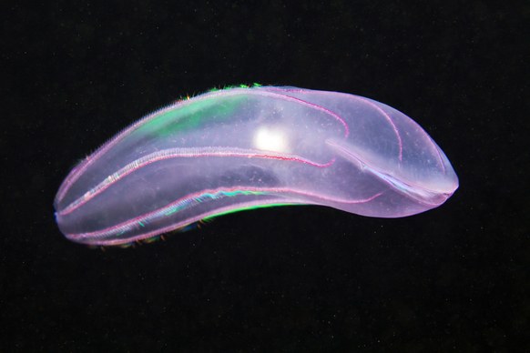 aquatilis14